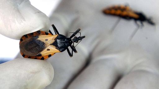 Enfermedad de Chagas: casos en Colombia 2024, avances