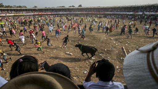 Corralejas en Colombia: tradición y prohibición