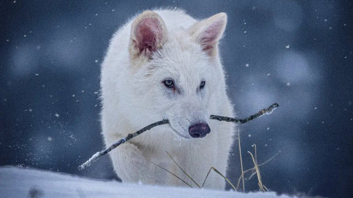 Reviven lobos blancos gigantes: avance científico