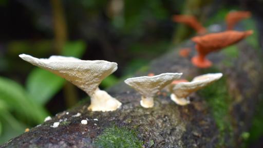 Gastronomía de Caquetá: hongos amazónicos