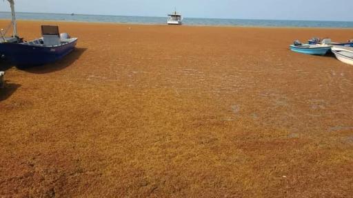 Sargazos en playas de san Andrés: qué son, por qué se deben evitar y recomendaciones