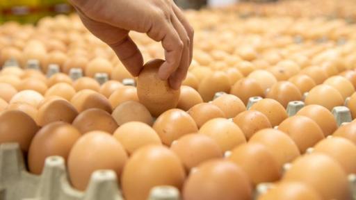 Precio de huevos en Santander: Protestas por crisis