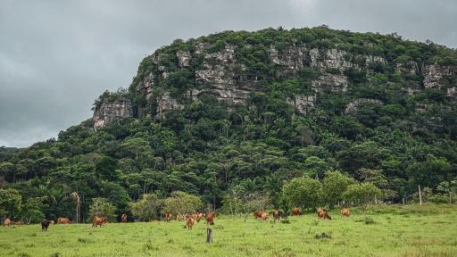 Guaviare, tercer departamento con la deforestación más alta