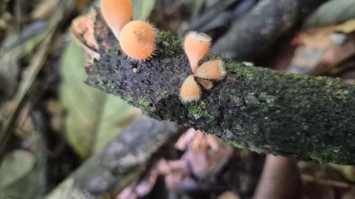 ¿Qué se celebra el 1 de agosto? Día de la Pachamama, origen y significado