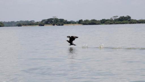 Ecopetrol reforesta humedales en cinco departamentos de Colombia