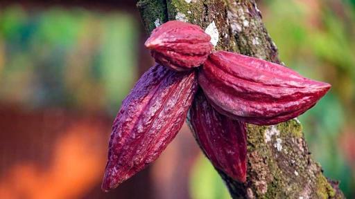 Asociaciones PDET promocionarán café y cacao en Europa