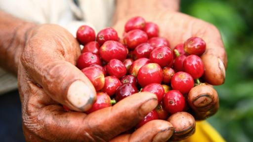 Cosecha cafetera Santander: llegada 41 mil recolectores