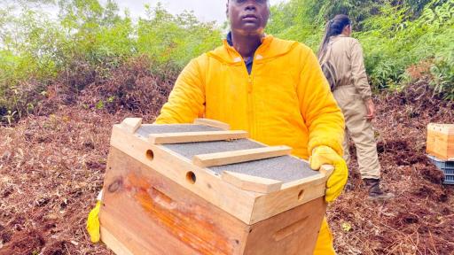 Apiario urbano en Buenaventura protege abejas y promueve cultura ambiental