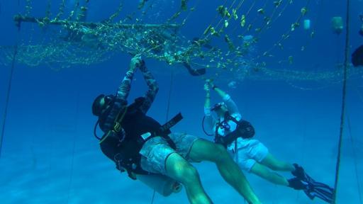 COP16: El buceo regenerativo, una gran experiencia de turismo