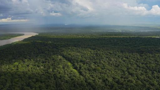 Día de los Bosques 2025: tipos en Colombia, importancia 