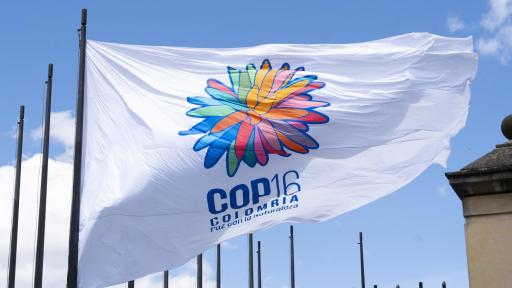 COP16: entrega de la Zona Azul a la ONU