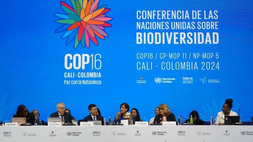 Balance de la primera semana de la COP16 en Cali