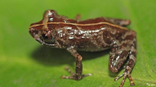 Descubren nueva especie de rana amazónica en Perú