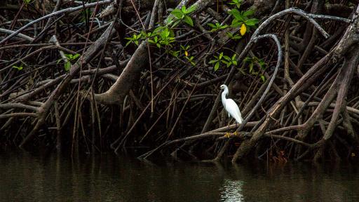 Niños que protegen los manglares en Tumaco, Nariño