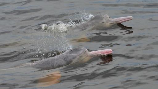 Festival La Tonina de Oro 2025: cómo se vivió 