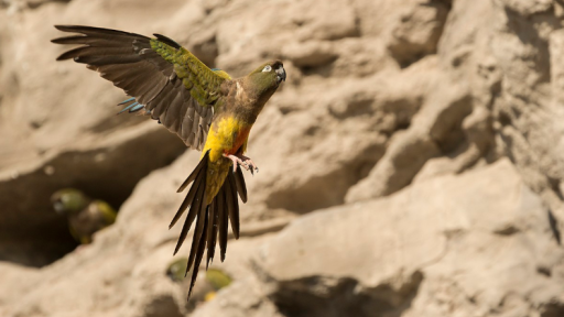 Argentina: loros invaden un pueblo y los vecinos piden soluciones