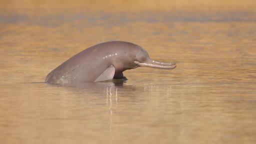 Delfines de río: Acuerdo histórico para salvarlos se firma en Colombia