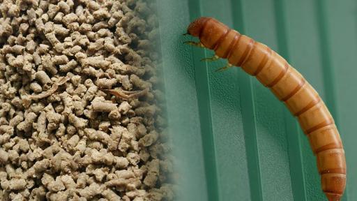 Manejo de basuras: Exportan larvas colombianas a Japón