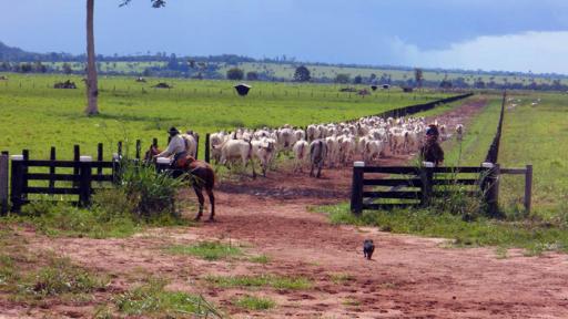 Respira Amazonía RTVC | Alternativas a la ganadería extensiva en Guaviare