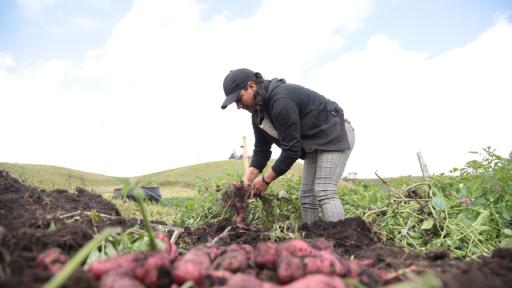 MinAgricultura destinará 108 mil millones para mejorar la economía del campo colombiano