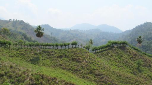 Gobierno nacional destina $200.000 millones para proteger la biodiversidad mediante la sustitución de cultivos ilícitos