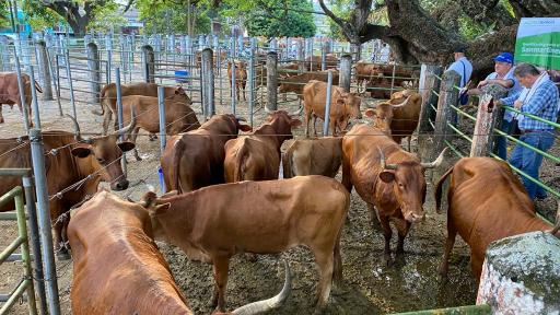 Ganado criollo Sanmartinero
