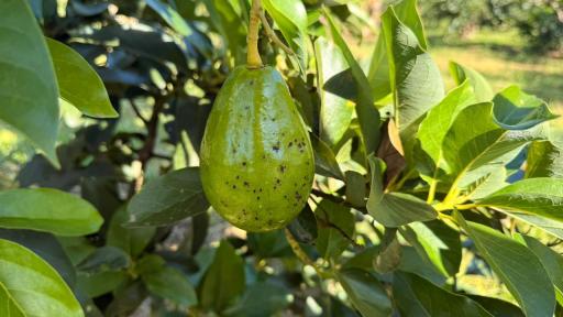 Productores de aguacate en Uribe Meta: ART