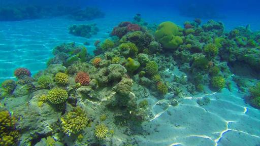 Día de los corales: Fi wi riif y la apuesta para protegerlos en San Andrés