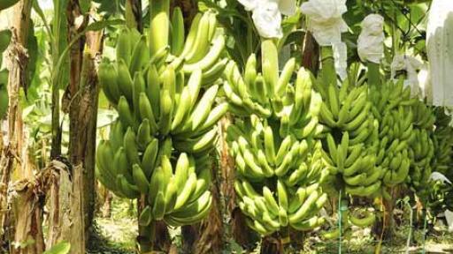 Detectado nuevo brote de Fusarium Raza 4 Tropical en cultivos de banano en Magdalena, Colombia