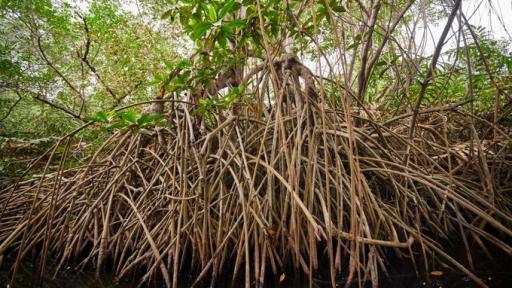 Manglares en Colombia: recuperación 