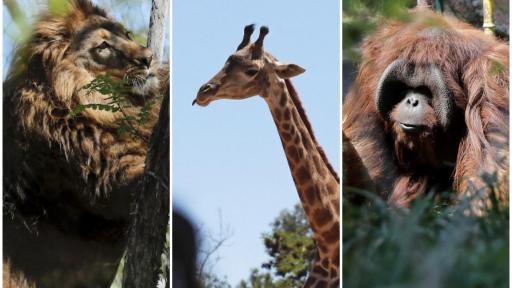 Vacunación Covid en animales de zoológico de Chile