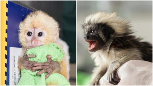 Detienen a dos traficantes que transportaban primates en su ropa interior