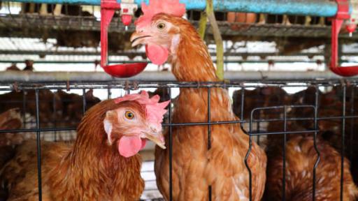 Brote influenza aviar departamento Meta