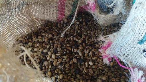 Cesar: 22 millones de kilos de café se producirán en el departamento
