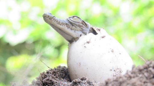 Nacen 31 neonatos de caimán aguja con asistencia en Santa Marta