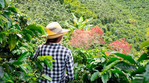  Catatumbo: apoyo financiero al sector agropecuario