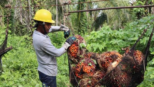 palma de aceite en el Cesar, enfermedad alerta a autoridades