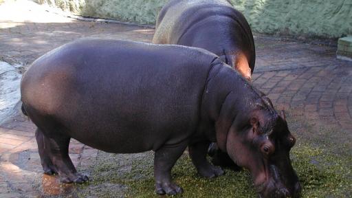 Hipopótamos alimentándose