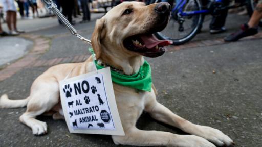 Judicializan dos personas por maltrato animal en Bogotá e Ibagué
