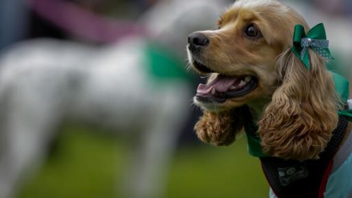 ¿Puedo ir a votar con mi mascota?