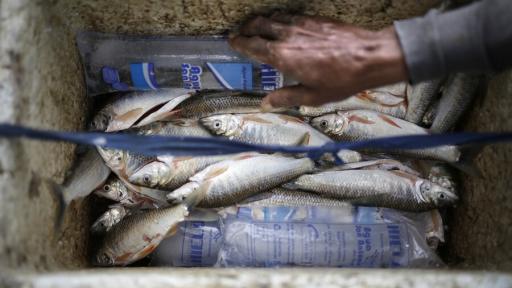 ICA declara emergencia sanitaria nacional: por qué