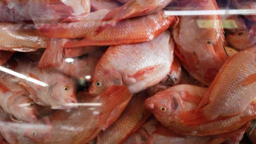 Semana Santa: variedad de pescado y gastronomía para disfrutar