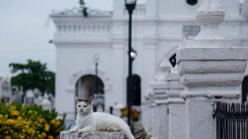Historia de los gatos guardianes del cementerio de Santa Cruz de Mompox