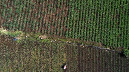 Adjudicación de baldíos: Corte ordena que sea más equitativa
