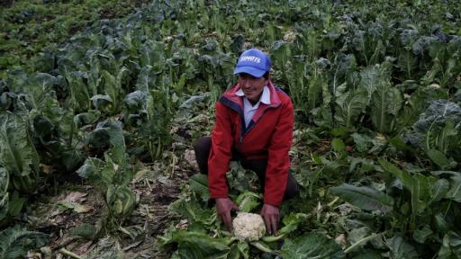 Agencia Nacional de Tierras aprueba cuatro nuevas zonas de reserva campesina