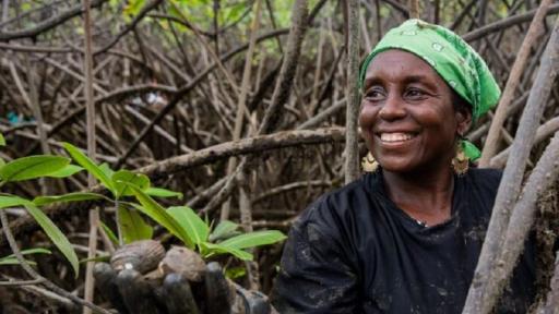 Las piangueras del Chocó, protectoras de los manglares 