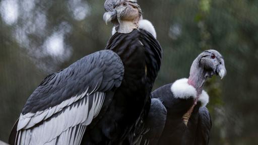 Preservación del Cóndor Andino en Colombia 2023