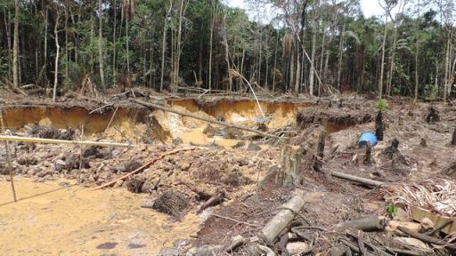 'Salvemos la selva', campaña para frenar la deforestación en Colombia