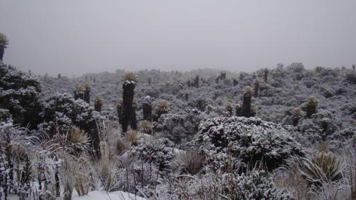 Parque Nacional Los Nevados