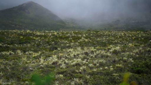 ¿Estarían grupos armados ilegales haciendo presencia en Sumapaz?